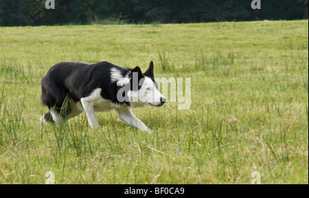 Junge border Collie "beäugte" Schafe. Stockfoto