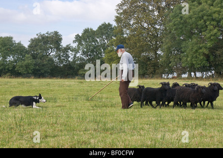 Ein junger Schäferhund mit einer kleinen Schafherde Hebridean Ausbildung. Stockfoto