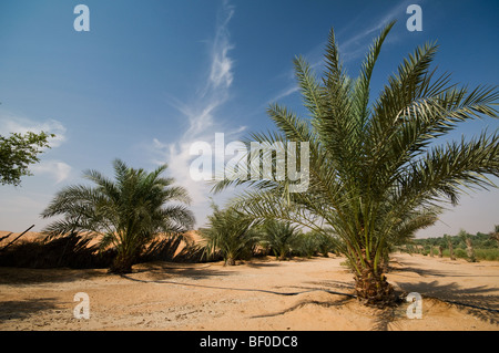 Bauernhof in Liwa, Abu Dhabi, Vereinigte Arabische Emirate Stockfoto