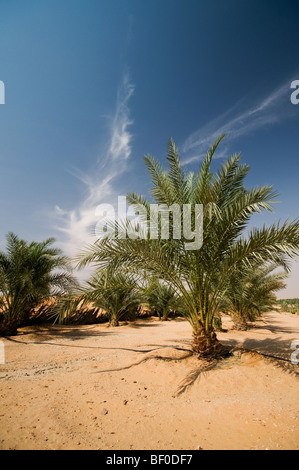 Bauernhof in Liwa, Abu Dhabi, Vereinigte Arabische Emirate Stockfoto