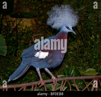 Südlichen gekrönte Taube (Goura Scheepmakeri) Stockfoto