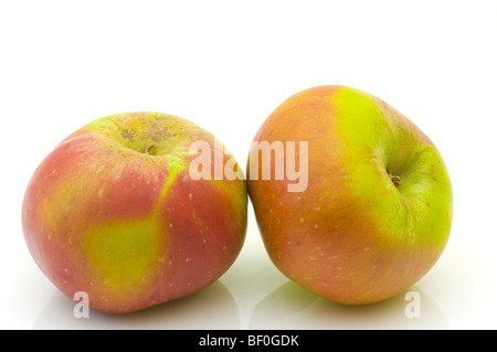 Zwei Bramley-Äpfel vor einem weißen Hintergrund Stockfoto