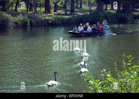 Hoffnungsvoll Schwäne in Richtung einer Schiffsladung von Ausflügler am Fluss Sèvre Niortaise nahe Coulon in Frankreichs Marais Poitevin Stockfoto