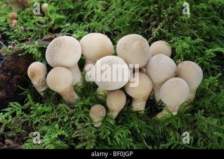 Stumpf Puffball - Lycoperdon pyriforme Stockfoto