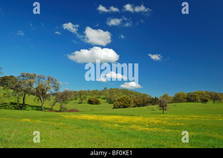 Frühlings-Landschaft entlang der Autobahn 40 in Zentral-Kalifornien Stockfoto