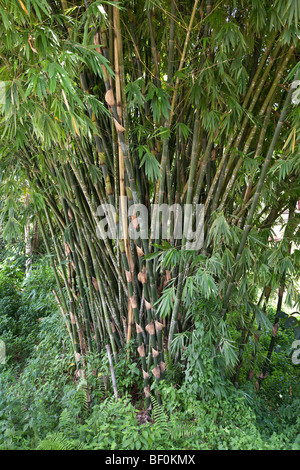 Großen Bambus stehen, Bali, Indonesien Stockfoto