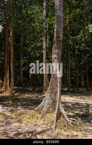Strebepfeiler Wurzeln auf einem Regenwald-Baum, Malaysia Stockfoto
