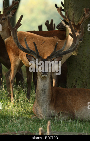 Reifen Sie erwachsenen männlichen (Hirsch oder Hart) Rothirsch (Cervus Elaphus) Verlegung in Grass mit Herde, Surrey, Vereinigtes Königreich. Stockfoto