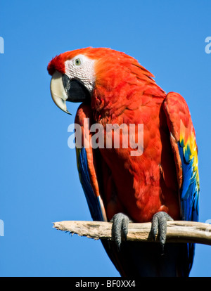 Eine bunte "Scarlet Macaw" sitzt auf einem Ast, umgeben von blauem Himmel im "San Diego Zoo" in "San Diego", "California." Stockfoto