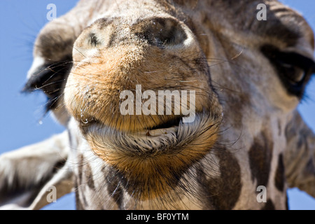 Eine Nahaufnahme einer "lächelnde" "Giraffe". Stockfoto