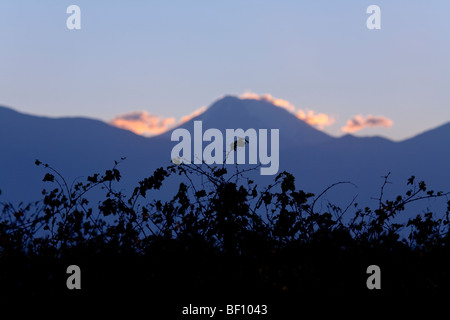 Weinblätter, Silhouette und Vulkan Tupungato, Uco Valley, Tupungato, Mendoza Provinz, zentralen Anden Argentinien Stockfoto