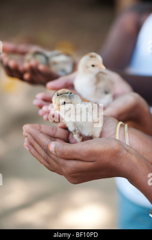 Junge indische Mädchen mit Küken in ihren Händen. Andhra Pradesh, Indien Stockfoto