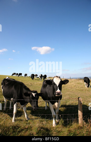 Grasende Kühe auf einem Feld auf Klippen in der Nähe von Old Harry Rocks auf Dorset Jurassic Coast zwischen Swanage und Studland Stockfoto