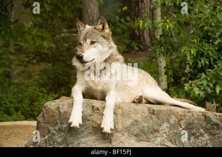 Great Plains wolf aufmerksam beobachten während der Verlegung auf Felsen in der Sonne Stockfoto