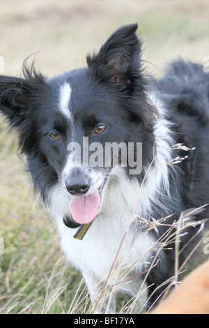 Border Collie auf Ilkley Moor, Yorkshire, England Stockfoto