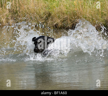 Schwarze Labrador ins Wasser springen, eine Ente für den Jäger abzurufen. Stockfoto