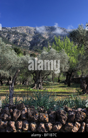 Olivenhain in der Nähe von Dejá, Serra de Tramuntana, Mallorca, Spanien Stockfoto