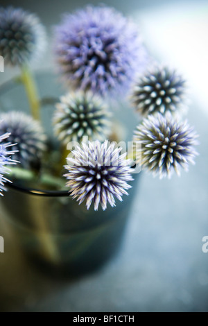 Distel, Nahaufnahme, Schweden. Stockfoto