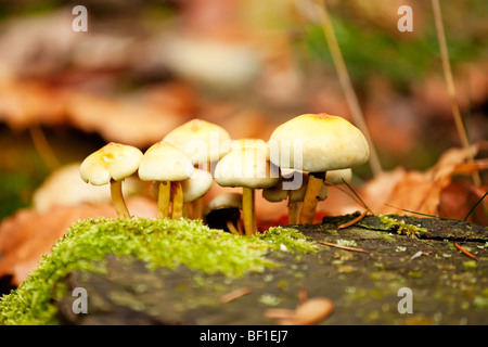 Pilze wachsen in den Wald Stockfoto