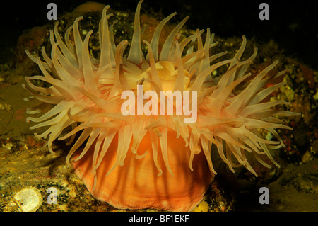 Urticina Crassicornis, Northern Red Anemone, Seaanemone, Paintet Urticina, weißes Meer, Russland Stockfoto