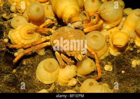 Mutet Araneus, große Seespinnen, weißes Meer, Russland Stockfoto