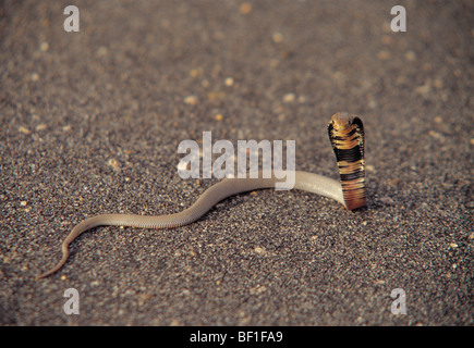 Speikobra, Mozambique-Speikobra, Naja Mossambica, Stockfoto