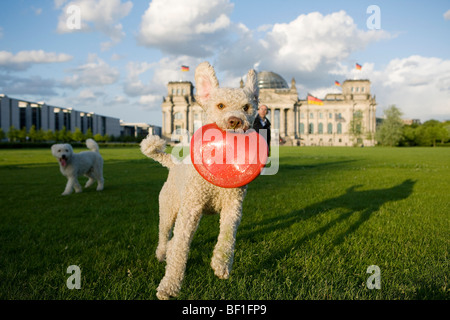 Ein Hund fangen eine Kunststoffscheibe mit einem anderen Hund und ein Mann im Hintergrund Stockfoto