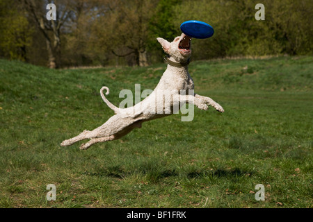 Eine spanische Wasserhunde in der Luft fangen eine Kunststoffscheibe Stockfoto