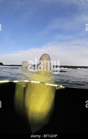 Delphinapterus Leucas, weißen Wal, Beluga, Belukha, Kanarischen Meer, weißes Meer, Russland Stockfoto