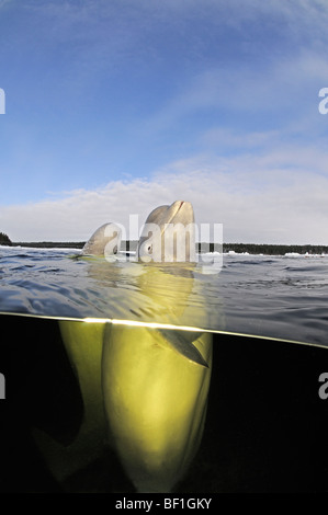 Delphinapterus Leucas, weißen Wal, Beluga, Belukha, Kanarischen Meer, weißes Meer, Russland Stockfoto