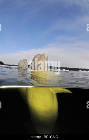 Delphinapterus Leucas, weißen Wal, Beluga, Belukha, Kanarischen Meer, weißes Meer, Russland Stockfoto