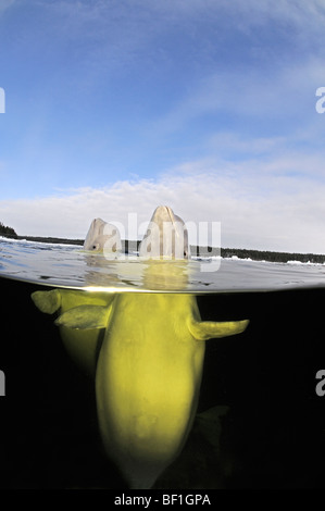 Delphinapterus Leucas, weißen Wal, Beluga, Belukha, Kanarischen Meer, weißes Meer, Russland Stockfoto