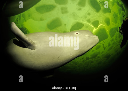 Delphinapterus Leucas, weißen Wal, Beluga, Belukha, Kanarischen Meer, weißes Meer, Russland Stockfoto