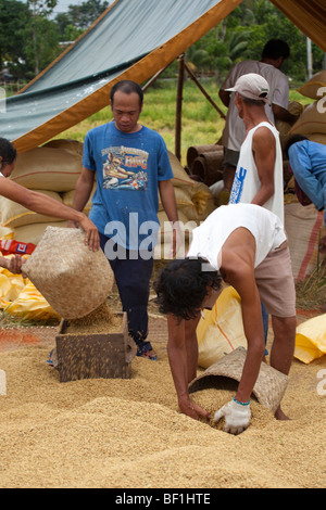 Philippinische Arbeiter Reis nach der Ernte in Säcke zu messen. Iloilo, Philippinen Stockfoto