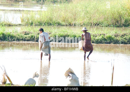 Zwei Mann arbeitet in einem Reisfeld, Mandalay, Myanmar. Stockfoto