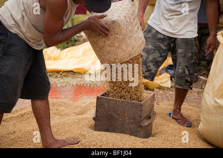 Philippinische Arbeiter Reis nach der Ernte in Säcke zu messen. Iloilo, Philippinen Stockfoto