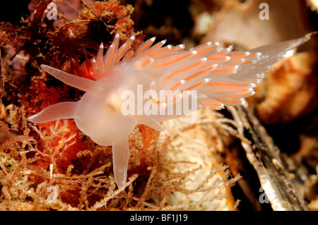 Coryphella verzweigt, Flabellina verzweigt, rot Gilled Nacktschnecken, weißes Meer, Russland Stockfoto