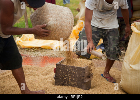 Philippinische Arbeiter Reis nach der Ernte in Säcke zu messen. Iloilo, Philippinen Stockfoto