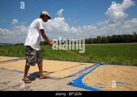 Ein Filipino Mann Rechen Reis Trocknen auf planen entlang der Seite der Straße. Iloilo, Philippinen Stockfoto