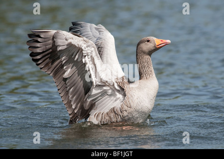 Graugans Gans Flügel dehnen Stockfoto