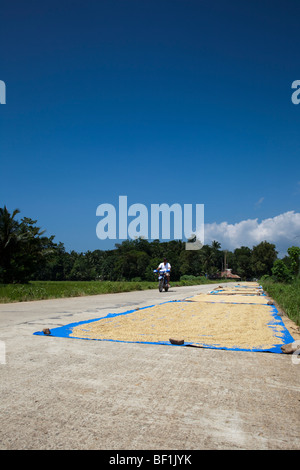 Reis Trocknen auf planen entlang der Seite der Straße. Iloilo, Philippinen Stockfoto