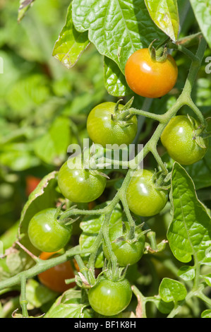 grüne Tomaten Reifen am Rebstock Stockfoto