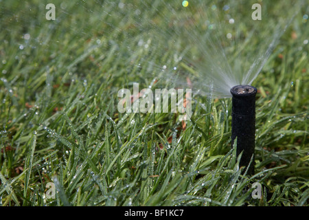 Gartengras Wasser Sprinkler Sprühwasser über Rasen Stockfoto