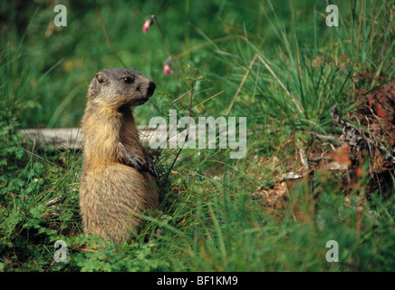 Alpine Murmeltier, Marmota Marmota, Stockfoto