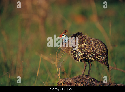 behelmte Perlhühner Numida Meleagris, Stockfoto