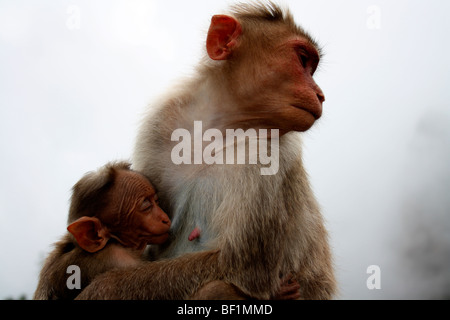 Elternschaft, Affe, Fütterung, wildes Leben, zwei Affen, Kind, hungriger Affe, Mutter Kind, Indian Forest, Liebe Mutter Stockfoto