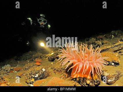 Urticina Crassicornis, Northern Red Anemone, Seaanemone, Paintet Urticina und Taucher, weißes Meer, Russland Stockfoto