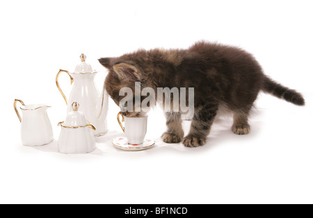 Kätzchen mit Teeservice Studioportrait Stockfoto
