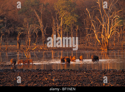 indische Wildschwein, Sus Scrofa Cristatus, Stockfoto