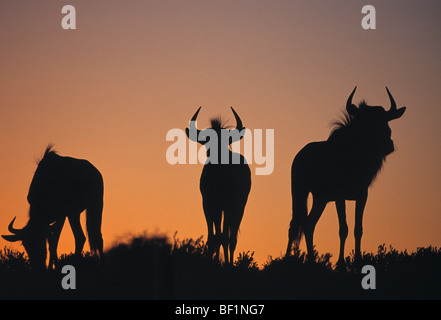 Gnus, Connochaetes taurinus Stockfoto